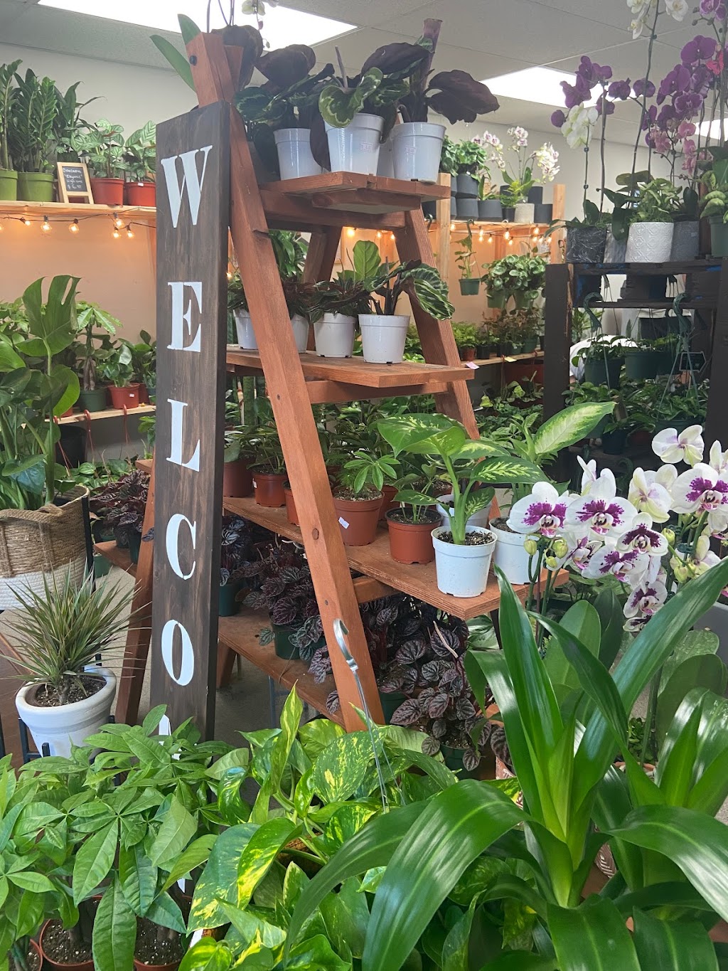 Fresh Indoor Plants | 1046 E 4th St, Ontario, CA 91764, USA | Phone: (909) 770-2098