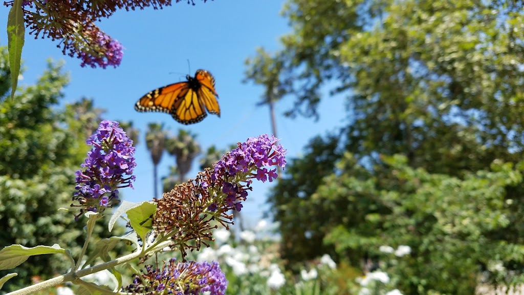 Goin Native Therapeutic Gardens | Los Rios St, San Juan Capistrano, CA 92675, USA | Phone: (949) 606-6386