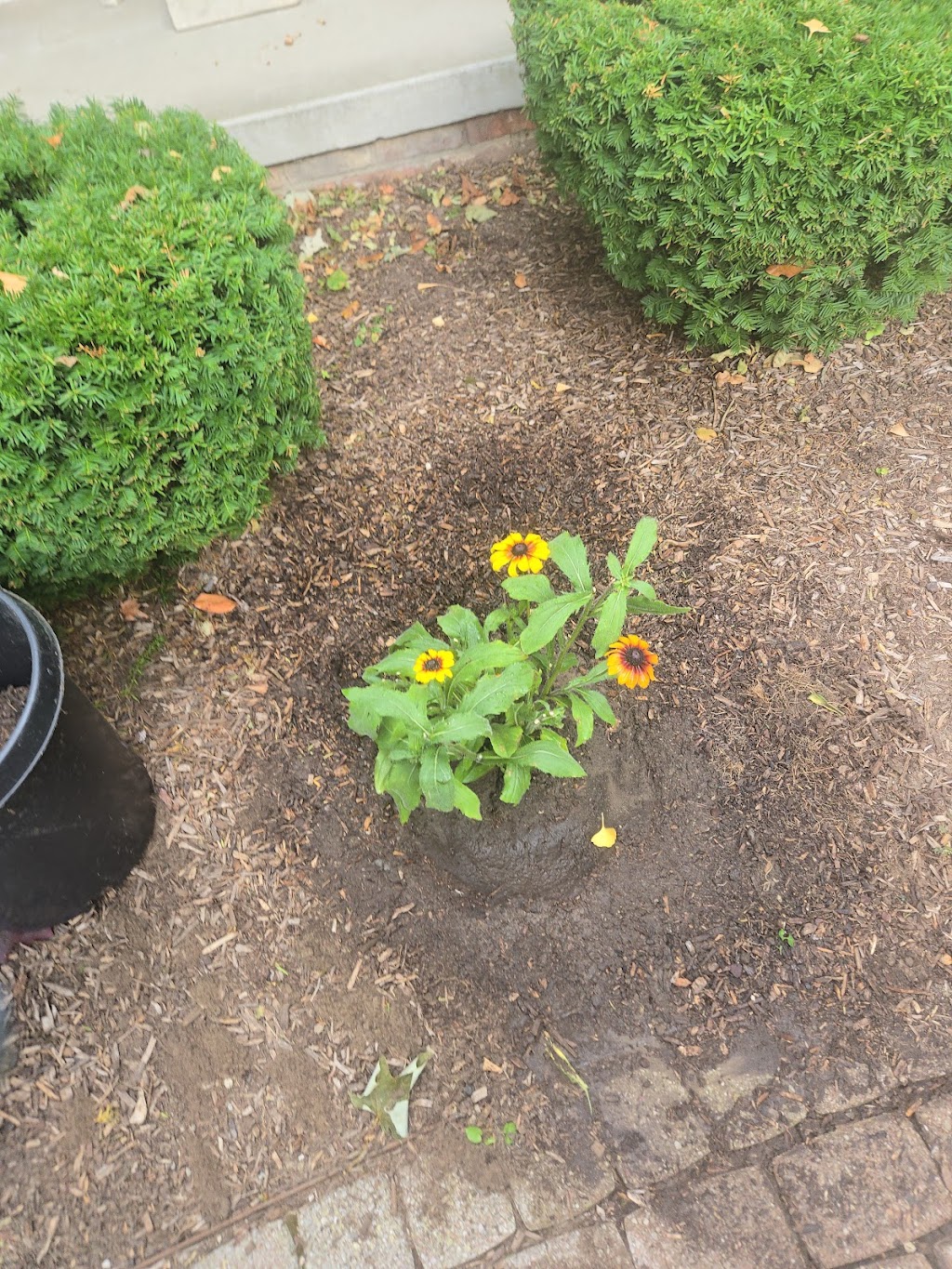 Garden Center at The Home Depot | 47725 Five Mile Rd, Plymouth, MI 48170, USA | Phone: (734) 207-6147