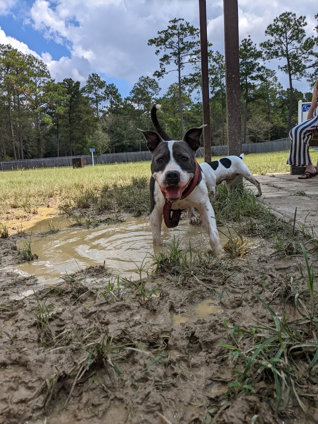 Pretty Acres Dog Park | 301 S Orchard Ln, Covington, LA 70433 | Phone: (985) 626-7997