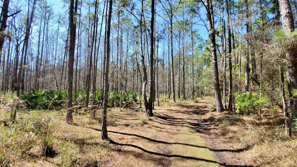 Brooker Creek Preserve & Environmental Education Center | 3940 Keystone Rd, Tarpon Springs, FL 34688, USA | Phone: (727) 453-6800