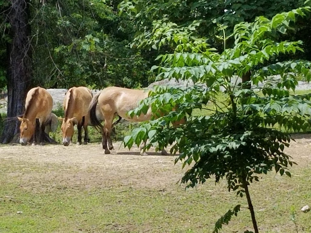 Tiger Mountain at Bronx Zoo | 2300 Southern Boulevard, Bronx, NY 10460, USA | Phone: (718) 367-1010