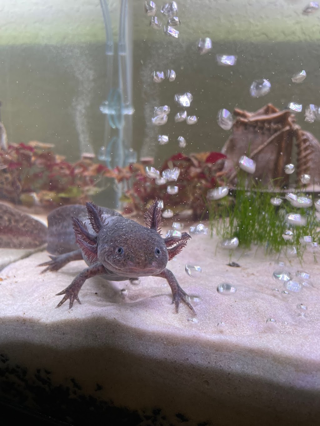 Awesome Axolotls | 10902 W Camas St, Boise, ID 83709, USA | Phone: (208) 602-3995