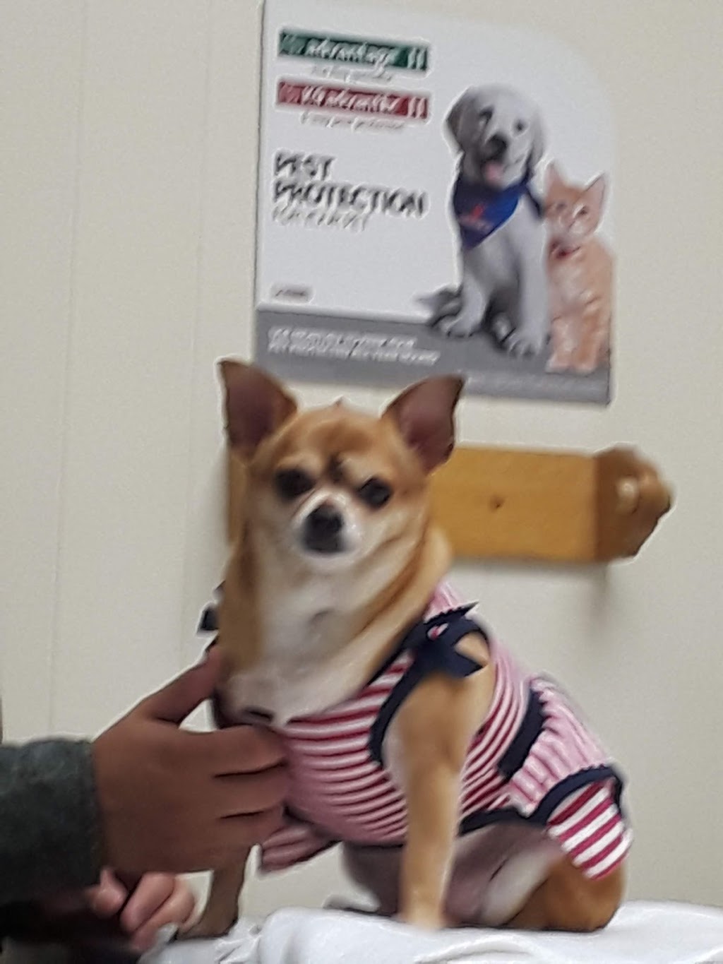 Pacoima Pet Clinic | 13283 Van Nuys Blvd, Pacoima, CA 91331, USA | Phone: (818) 890-9777