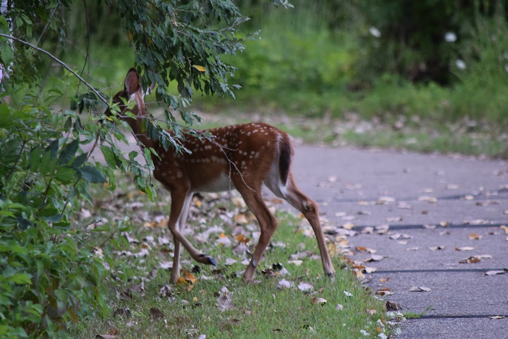 ML "Red" Trabue Nature Reserve | 6566 Post Rd, Dublin, OH 43016, USA | Phone: (614) 410-4550