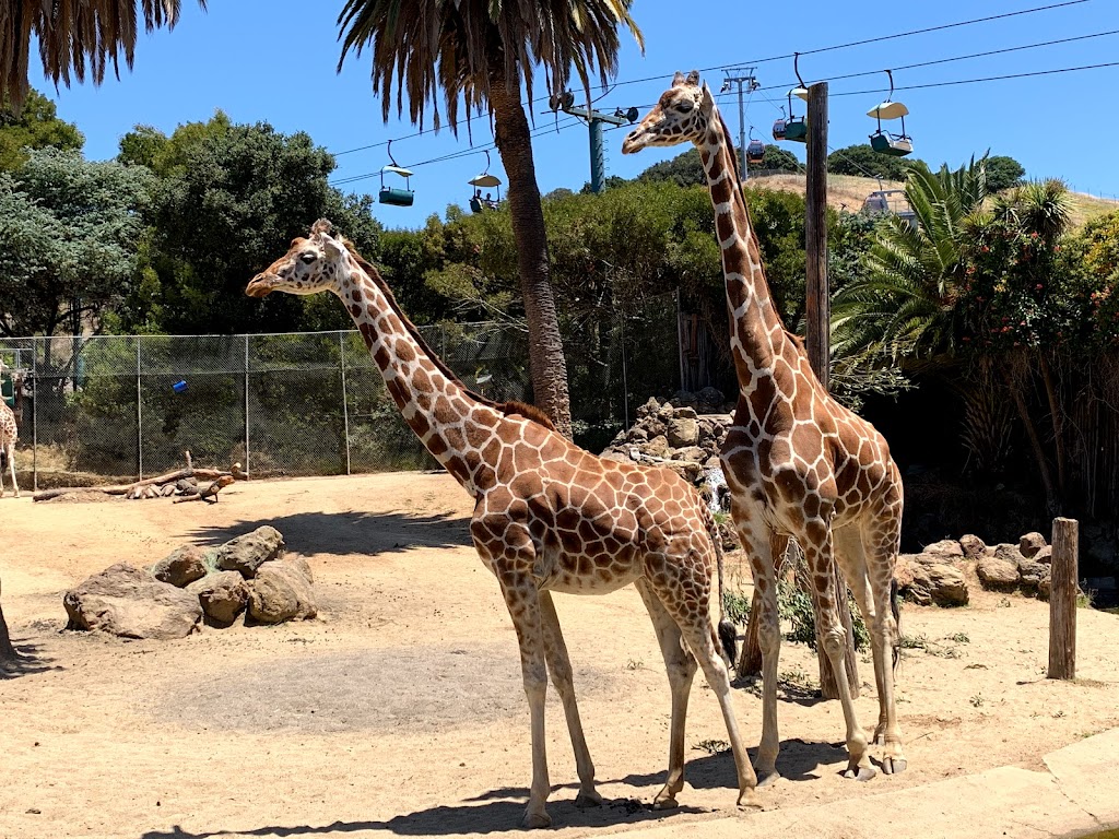 Oakland Zoo | 9777 Golf Links Rd, Oakland, CA 94605, USA | Phone: (510) 632-9525
