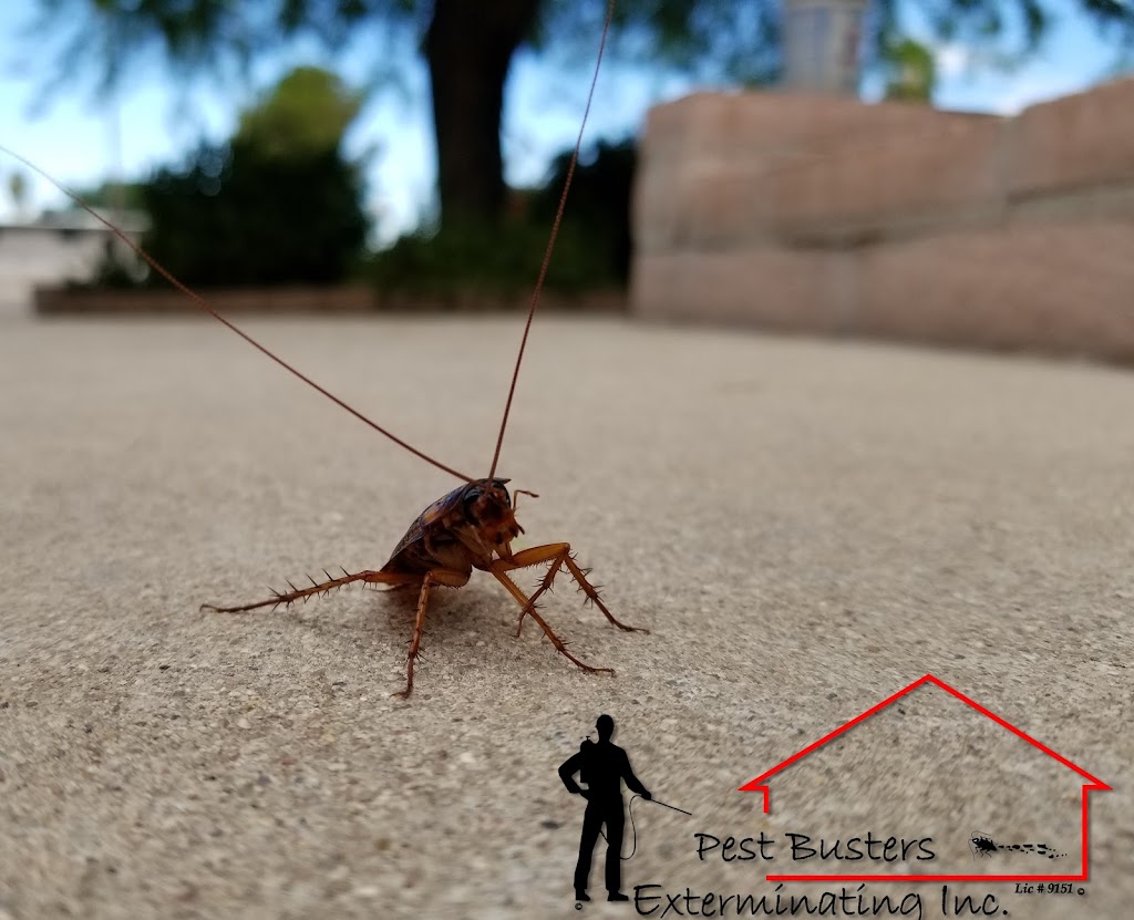 PEST BUSTERS EXTERMINATING | 101 N Colorado St # 712, Chandler, AZ 85244, USA | Phone: (480) 335-2776