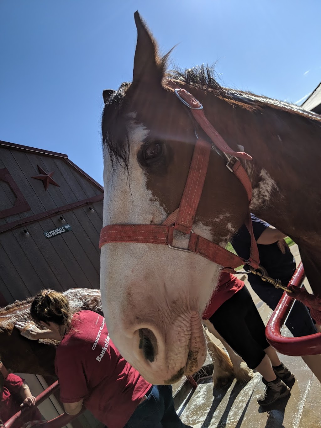 Clydesdale Preservation Trust | 17208 E Saragosa St, Gilbert, AZ 85295, USA | Phone: (602) 803-4051