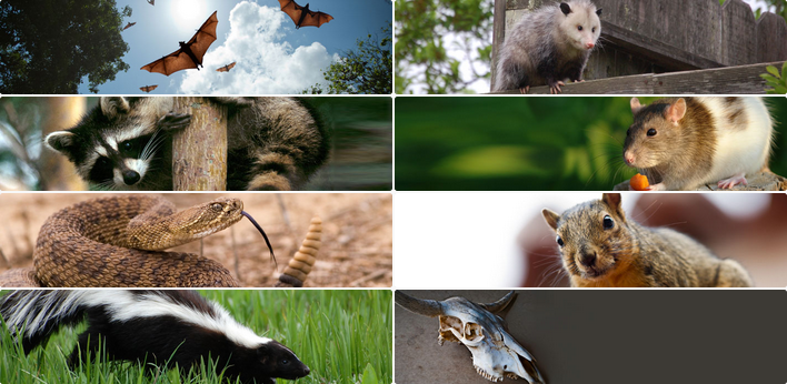 Critter Ridder LLC | 2821 Scotia Bluff Loop, Austin, TX 78748, USA | Phone: (512) 363-8070 Critter Ridder LLC | 2821 Scotia Bluff Loop, Austin, TX 78748, USA | Phone: (512) 363-8070