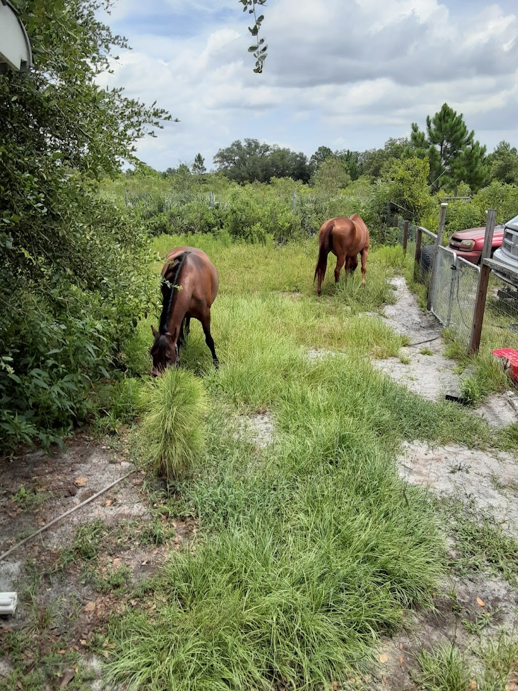 Camp 81 equine Center | 8100 Holopaw Groves Rd, St Cloud, FL 34771, USA | Phone: (407) 437-3195