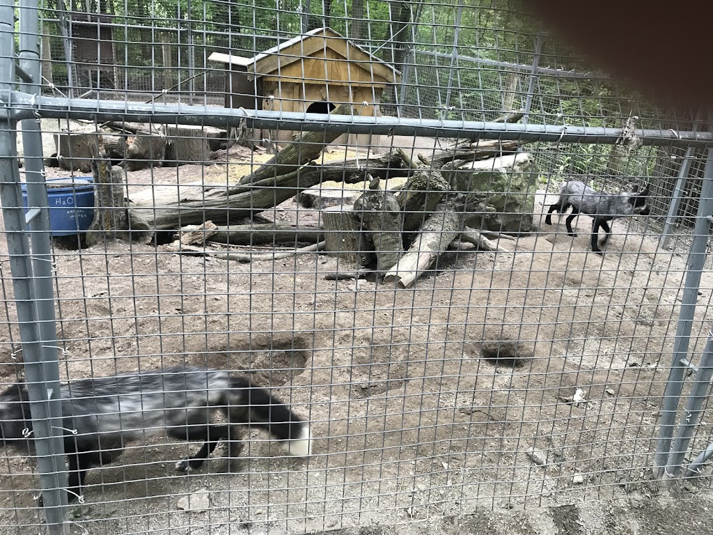Black and White Ruffed Lemur Exhibit | 2821 Stevensville Rd, Stevensville, ON L0S 1S0, Canada | Phone: (905) 382-9669