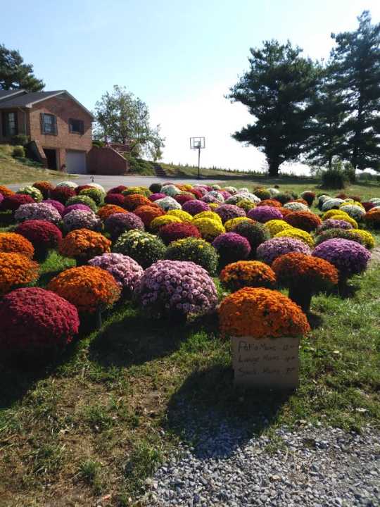 MK Farms Produce | 2910 Hwy 127, North St, Owenton, KY 40359, USA | Phone: (502) 395-1531