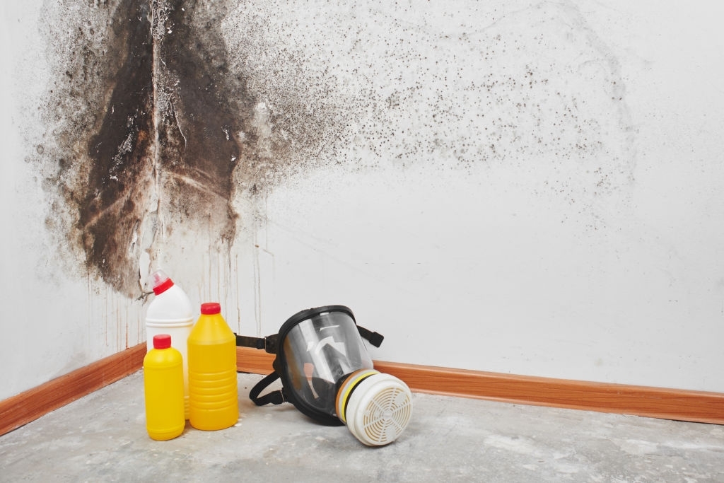 Maven Mold Removal & Remediation Lewisville TX | 2440 S Stemmons Fwy, Lewisville, TX 75067, USA | Phone: (469) 946-7840