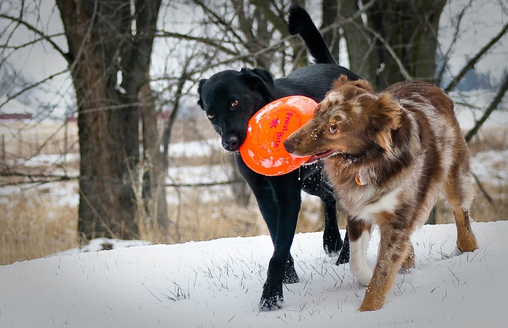 Community Care Veterinary Clinic | 2733 Atwood Ave, Madison, WI 53704, USA | Phone: (608) 819-8420