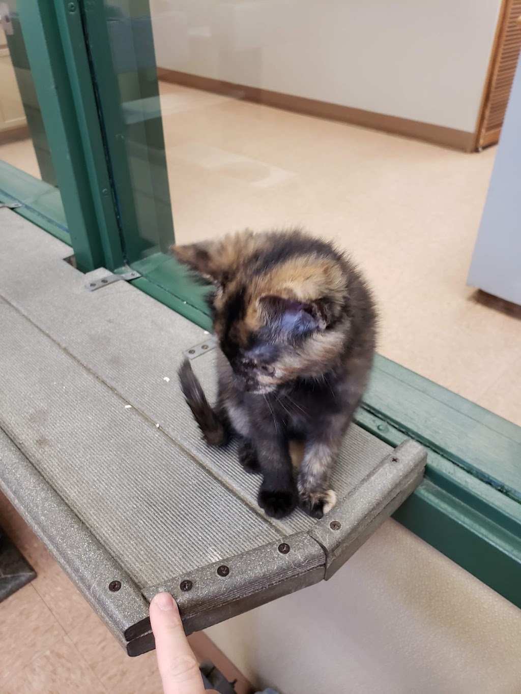 Genesee County Animal Shelter | 3841 W Main Street Rd, Batavia, NY 14020, USA | Phone: (585) 343-6410