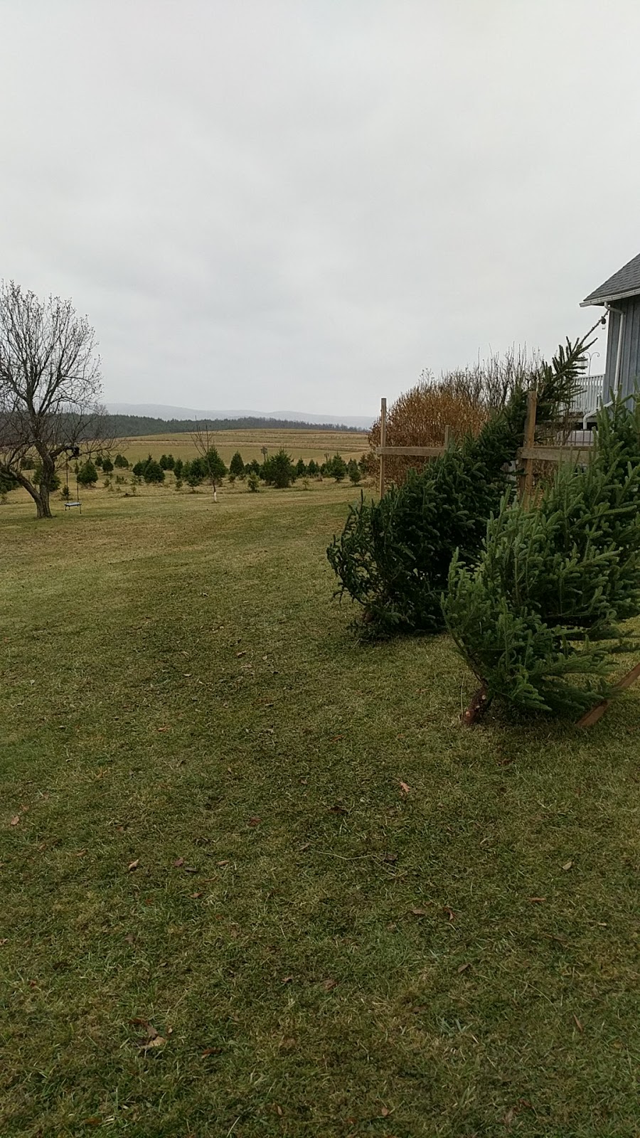 Morins Tree Farm | 635 Groveside Rd, Buskirk, NY 12028, USA | Phone: (518) 275-8501