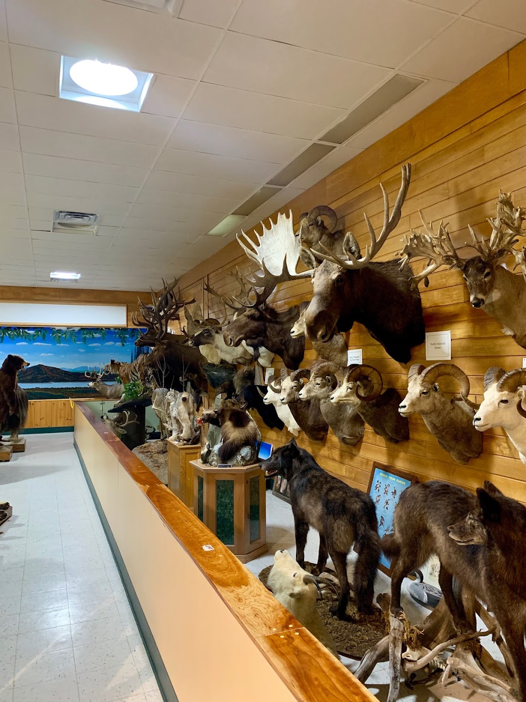 The Wildlife Sports and Educational Museum | 3747 NY-30, Amsterdam, NY 12010, USA | Phone: (518) 762-7925