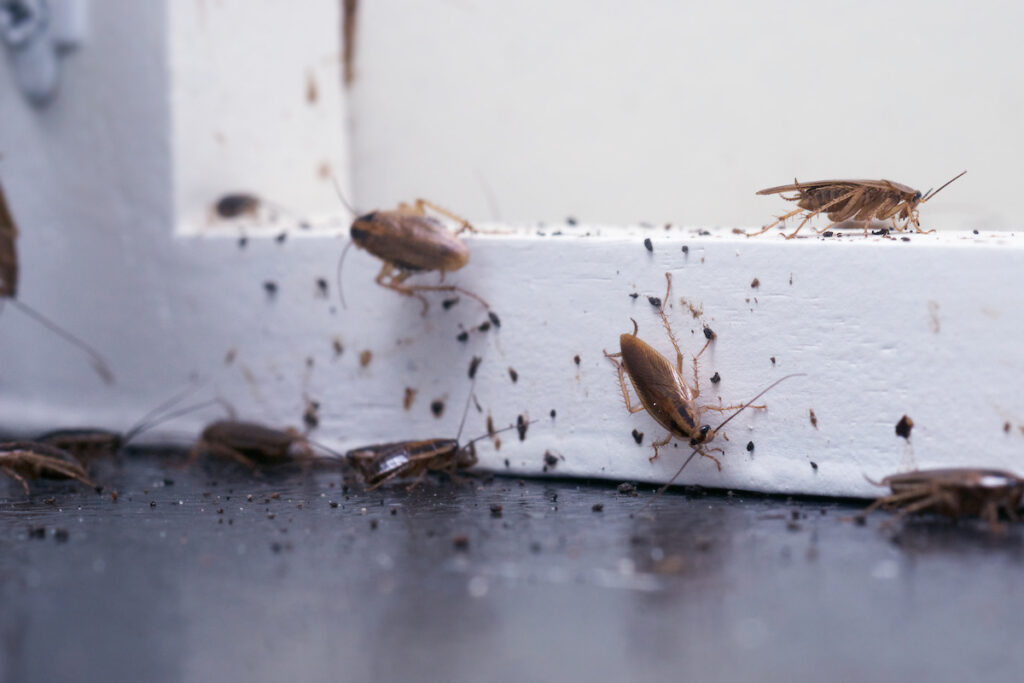 Drive-Bye Exterminators | 3444 Northridge Dr, Clearwater, FL 33761, USA | Phone: (727) 787-2127