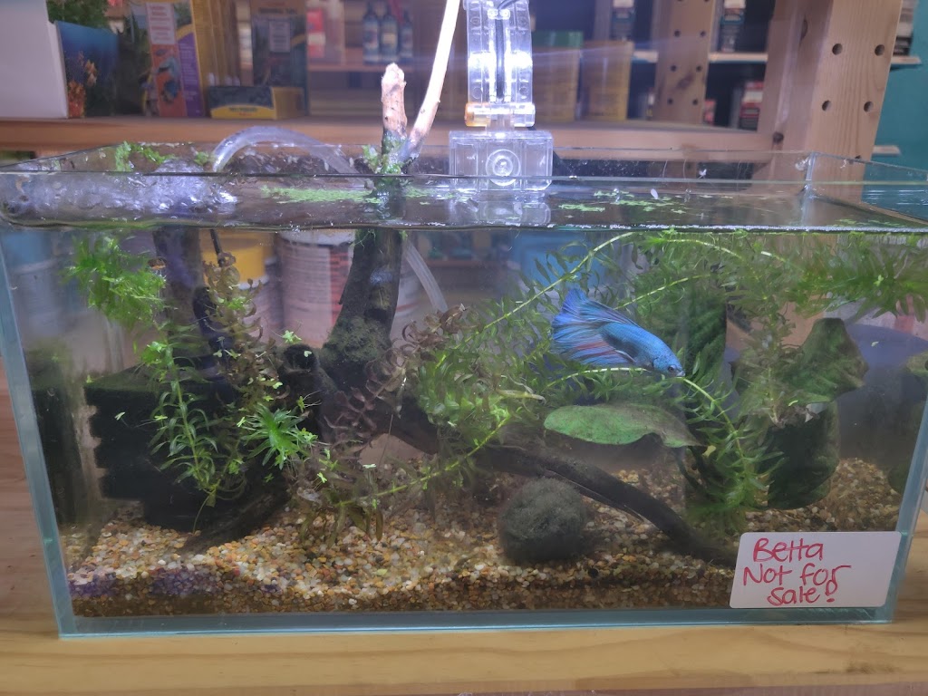 Rift 2 Reef Aquatics | 2250 Justin Rd #116, Highland Village, TX 75077, USA | Phone: (972) 317-2341