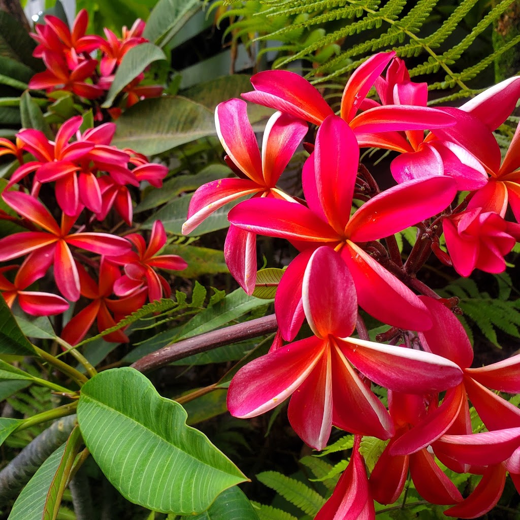 A Piece Of Paradise Hawaiian Plumeria | 26 Leilehua Rd, Wahiawa, HI 96786, USA | Phone: (808) 398-5203