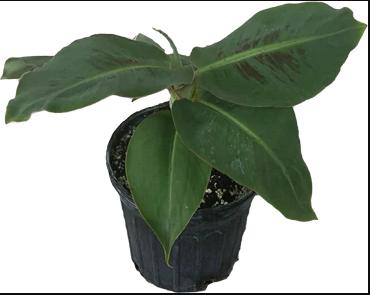 Everglades Farm | 19775 SW 296th St, Homestead, FL 33030, United States | Phone: (305) 224-6884