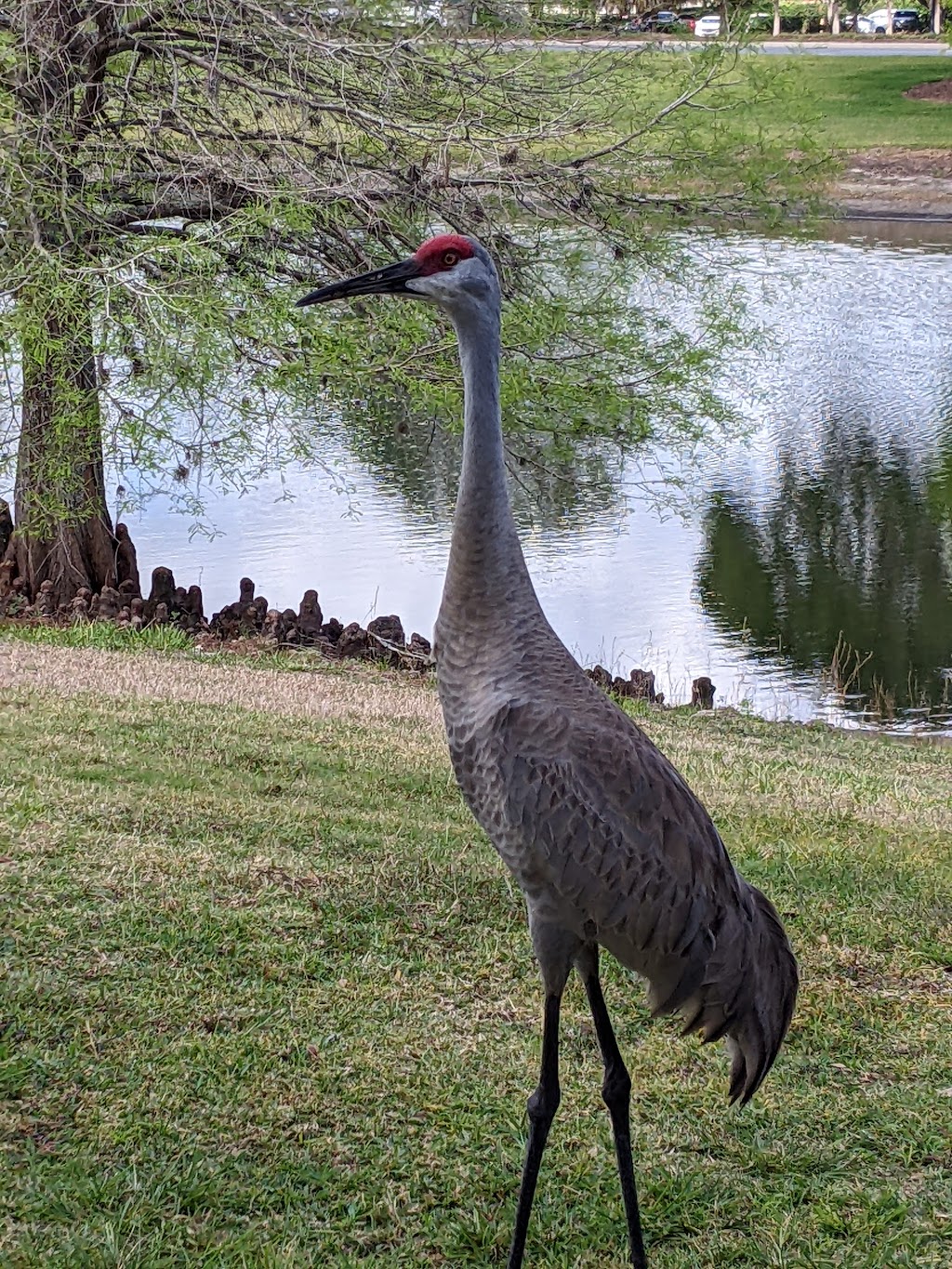 Live Oaks Park | 760 Mission Hills Trail, The Villages, FL 32162, USA | Phone: (352) 430-2952