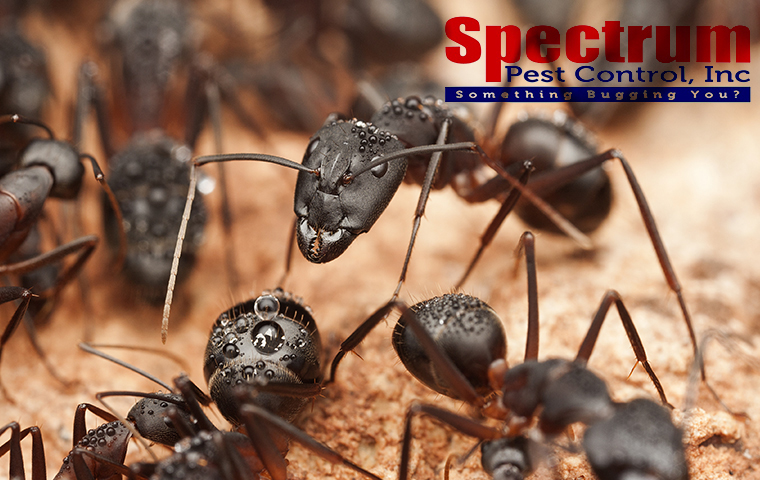 Spectrum Pest Control | 116 Avon Dr, Butler, PA 16001, USA | Phone: (724) 719-9244