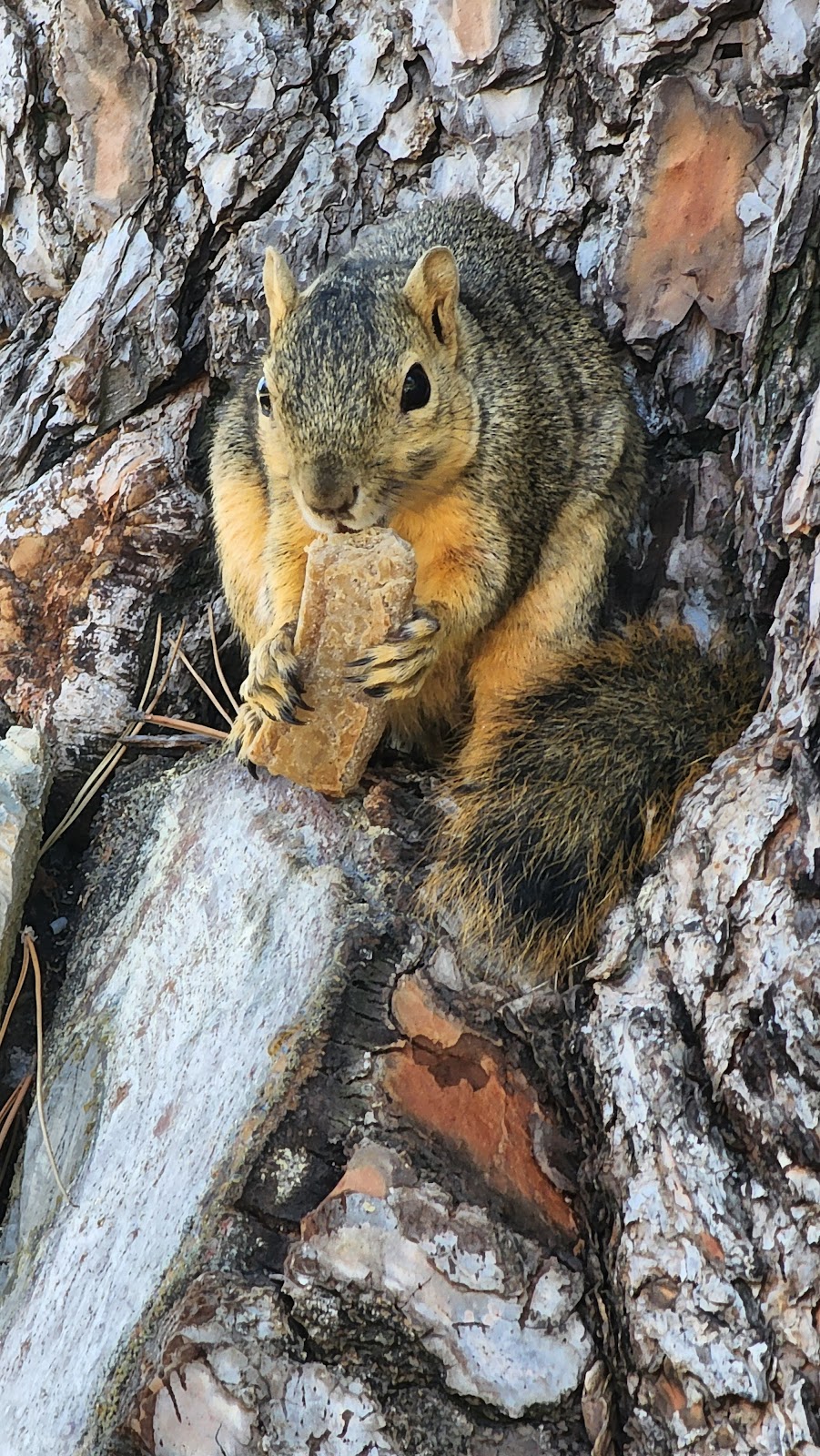 Yorba Regional Park | 7600 E La Palma Ave, Anaheim, CA 92807, USA | Phone: (714) 973-6615