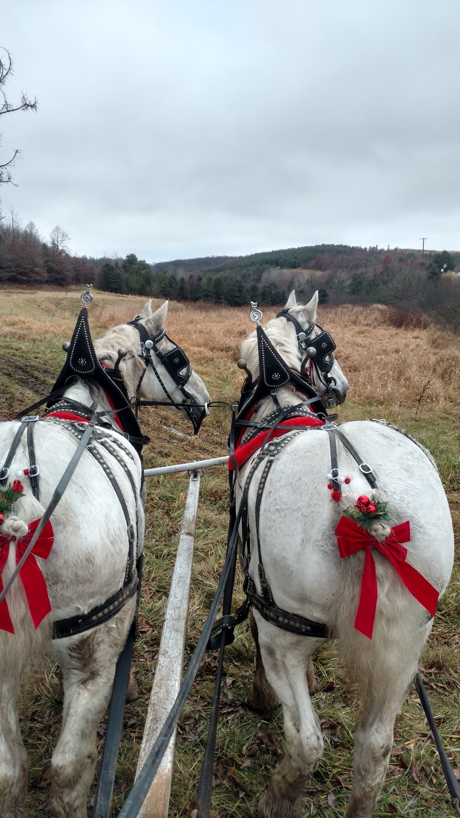 Misty Lane Farms Performance Horses | 290 Mack Rd, West Sunbury, PA 16061, USA | Phone: (724) 421-9212