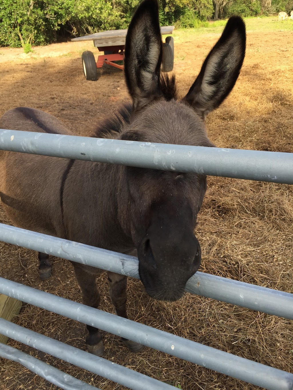 Blue Skies Equine Services Inc | 21114 Hunter Hill Dr, Dade City, FL 33523, USA | Phone: (352) 345-1495