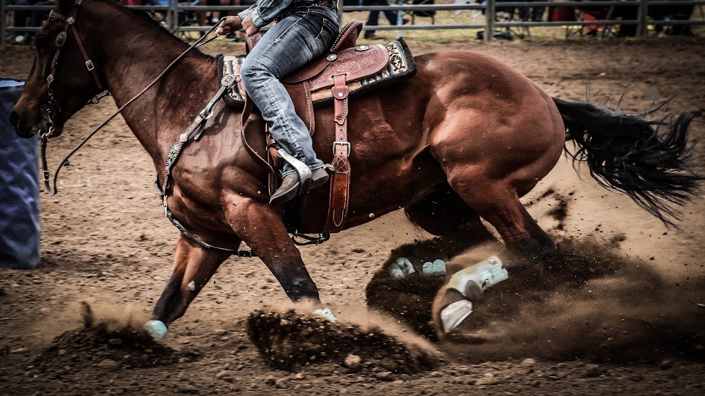 Four Peaks Saddlery | 32528 N 144th St, Scottsdale, AZ 85262, USA | Phone: (602) 228-3436