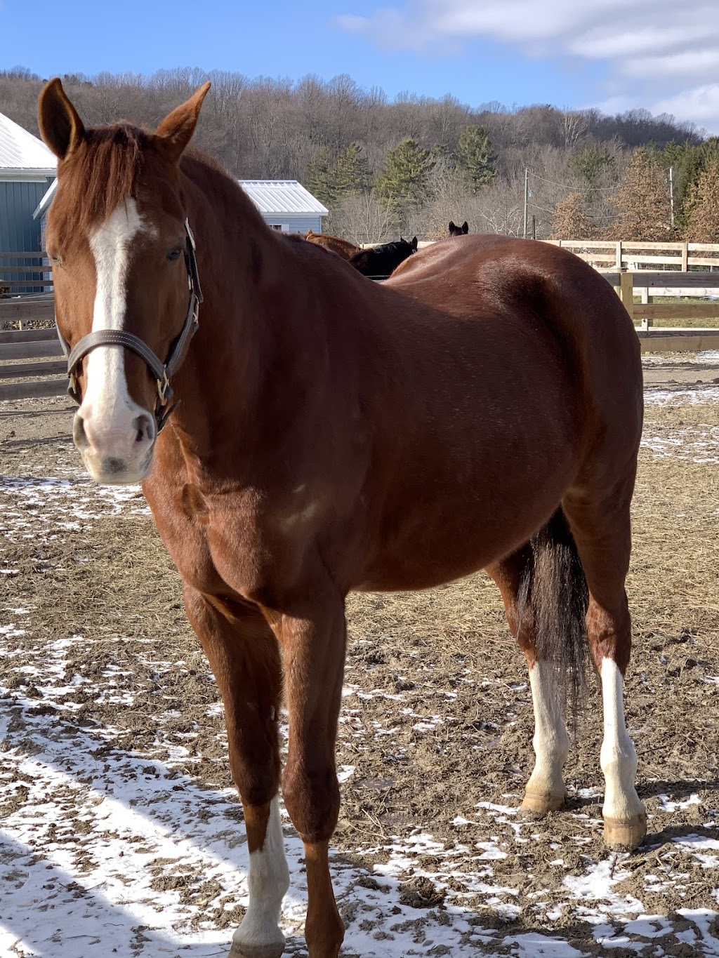 Dr. David Miller, Summit Equine Veterinary Services | 1745 N Hametown Rd, Akron, OH 44333, USA | Phone: (330) 666-7909