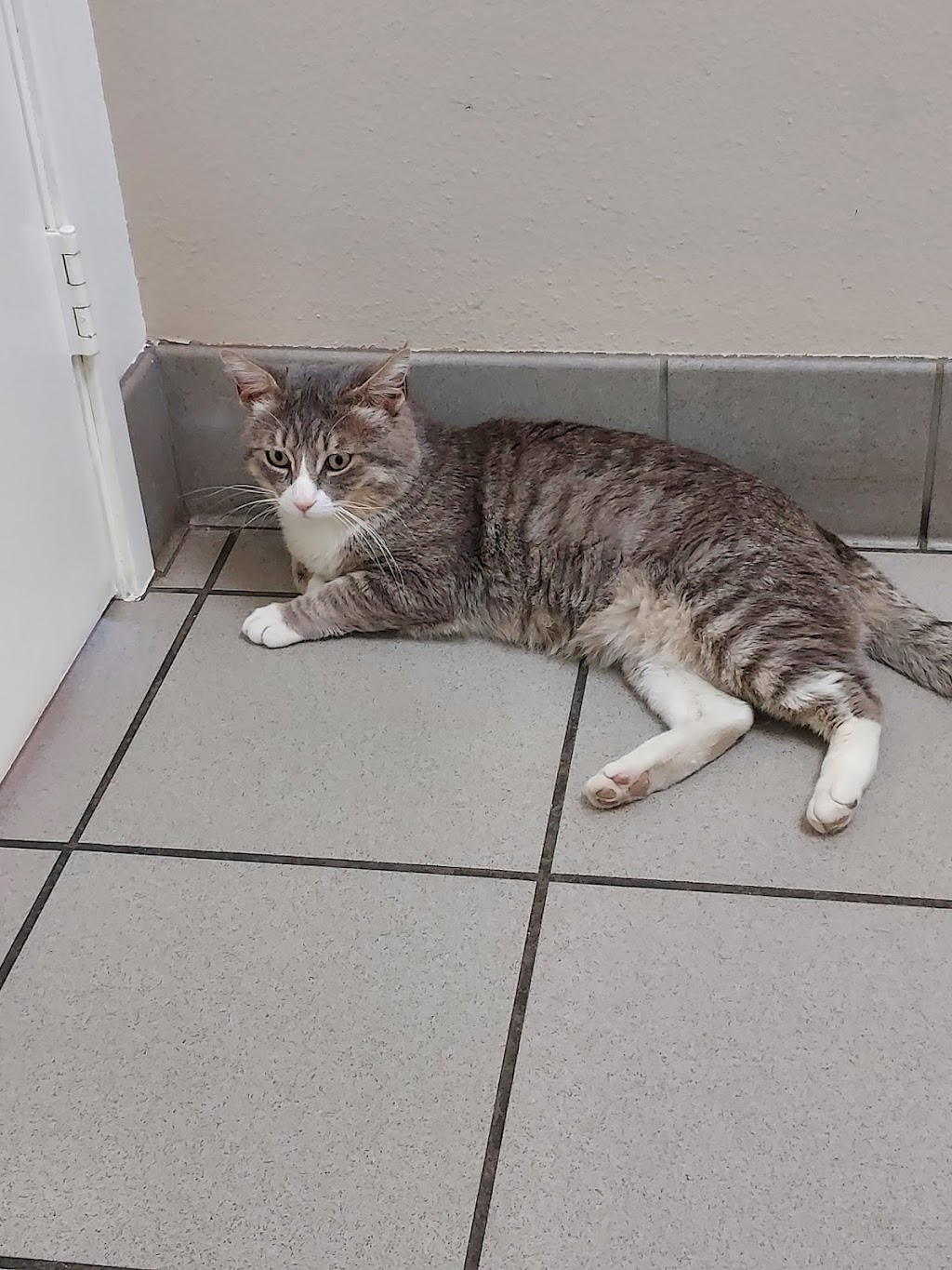 Citrus Veterinary Clinic | 2317 Foothill Blvd, La Verne, CA 91750, USA | Phone: (909) 596-1881