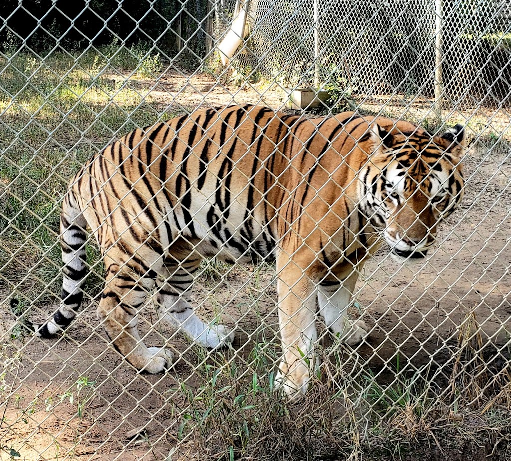 Carolina Tiger Rescue | 1940 Hanks Chapel Rd, Pittsboro, NC 27312, USA | Phone: (919) 542-4684