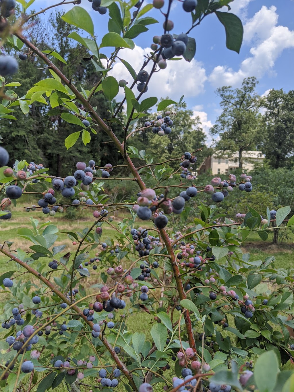 Smith U-Pik Blueberry Farm | 8939 Co Rd 51, Sterrett, AL 35147, USA | Phone: (205) 678-6994