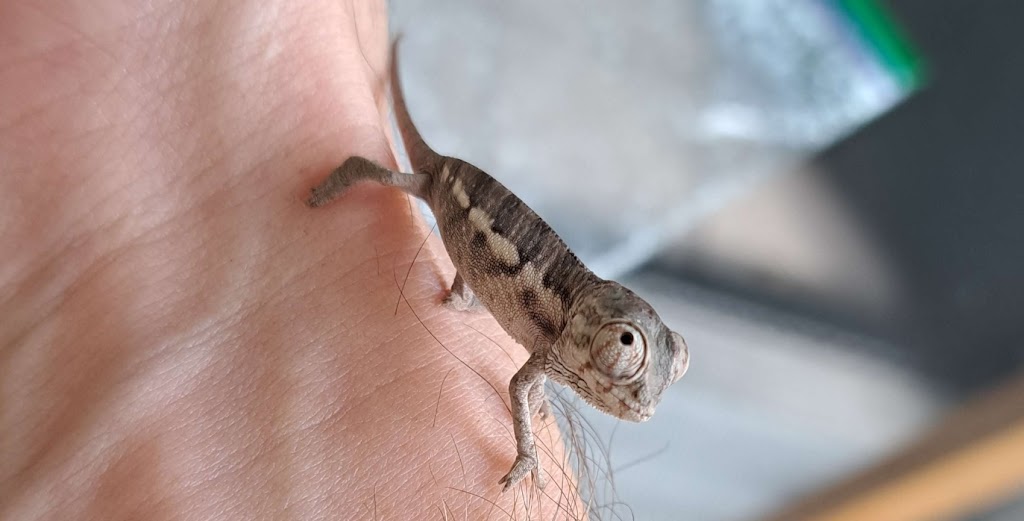 Lazy Lizards Breeding | 9302 Binnacle Dr, Port Richey, FL 34668, USA | Phone: (727) 317-6662