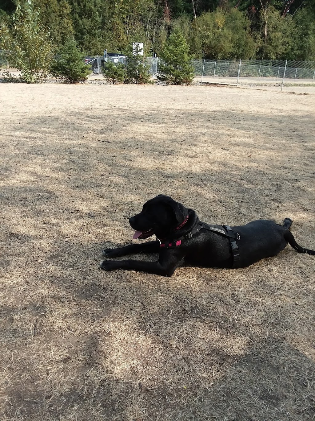 Tubbys Trail Dog Park | 1701 14th Ave NW, Gig Harbor, WA 98335, USA | Phone: (253) 858-3400