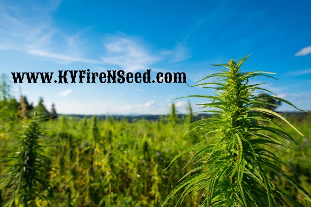 KY Fire N Seed | 3881 N Preston Hwy Suite 5, Shepherdsville, KY 40165, USA | Phone: (502) 230-5250