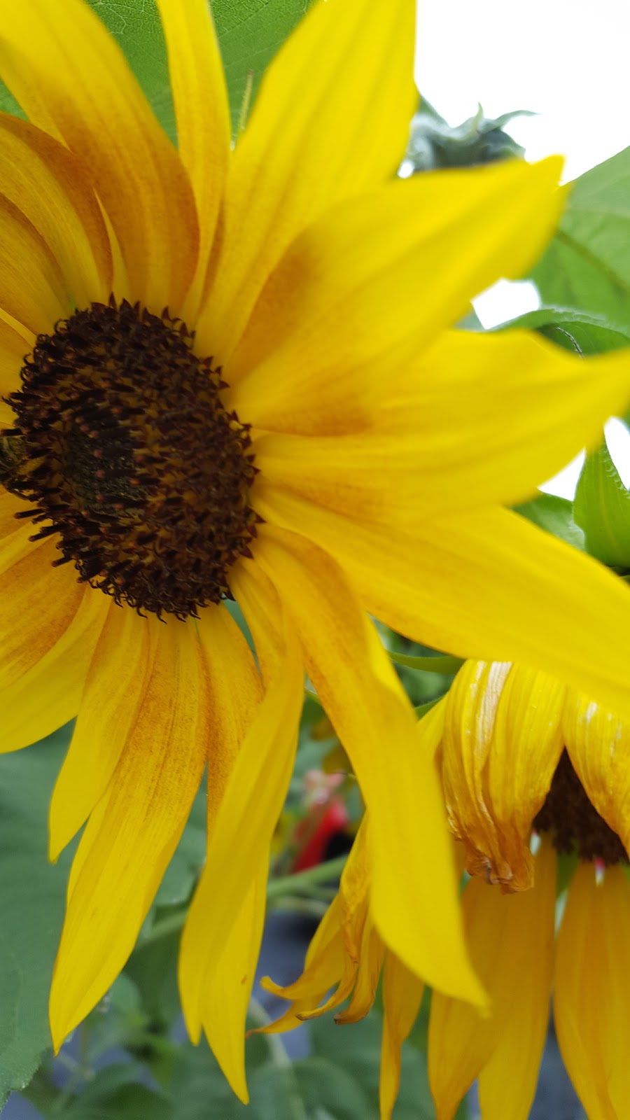 Coach Light Estates Mobile Home Park and Sales | 650 W Adrian St Lot 176, Blissfield, MI 49228, USA | Phone: (517) 486-3730