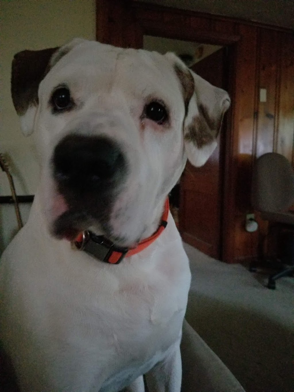 Geneva Veterinary Clinic | 254 S Broadway, Geneva, OH 44041, USA | Phone: (440) 361-4363