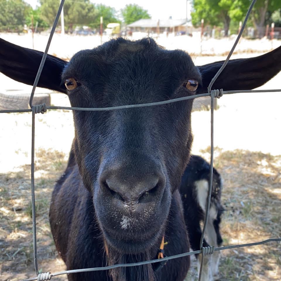 Atwater Veterinary Center | 2100 Bell Dr, Atwater, CA 95301, USA | Phone: (209) 358-6000