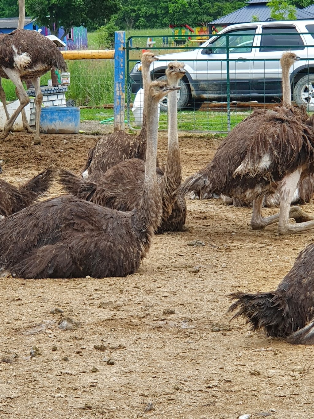 Ostrich Land Ontario | 8299 Concession 2 Rd, Caistor Centre, ON L0R 1E0, Canada | Phone: (647) 988-0841