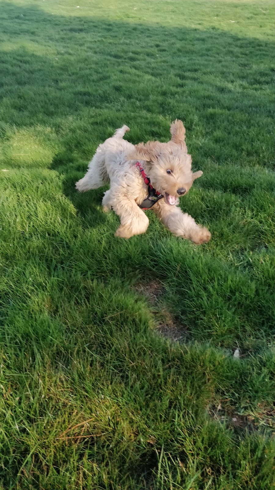 William C. "Bill" McCabe Park | 2581 Hoffman Ct, El Dorado Hills, CA 95762, USA | Phone: (916) 933-6624