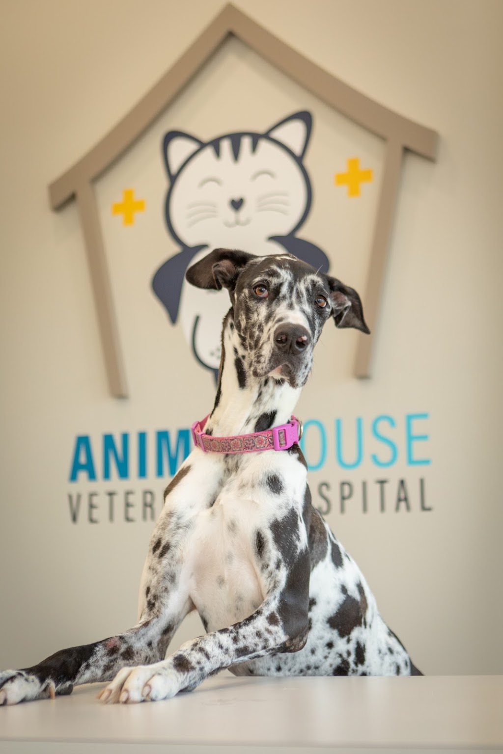 Animal House Veterinary Hospital | 4625 W Kenosha St, Broken Arrow, OK 74012, USA | Phone: (918) 957-5556