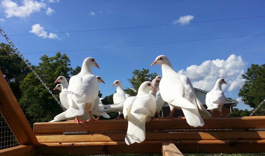 St Louis Doves Release Company | 1535 Rahmier Rd, Moscow Mills, MO 63362, USA | Phone: (636) 358-8940