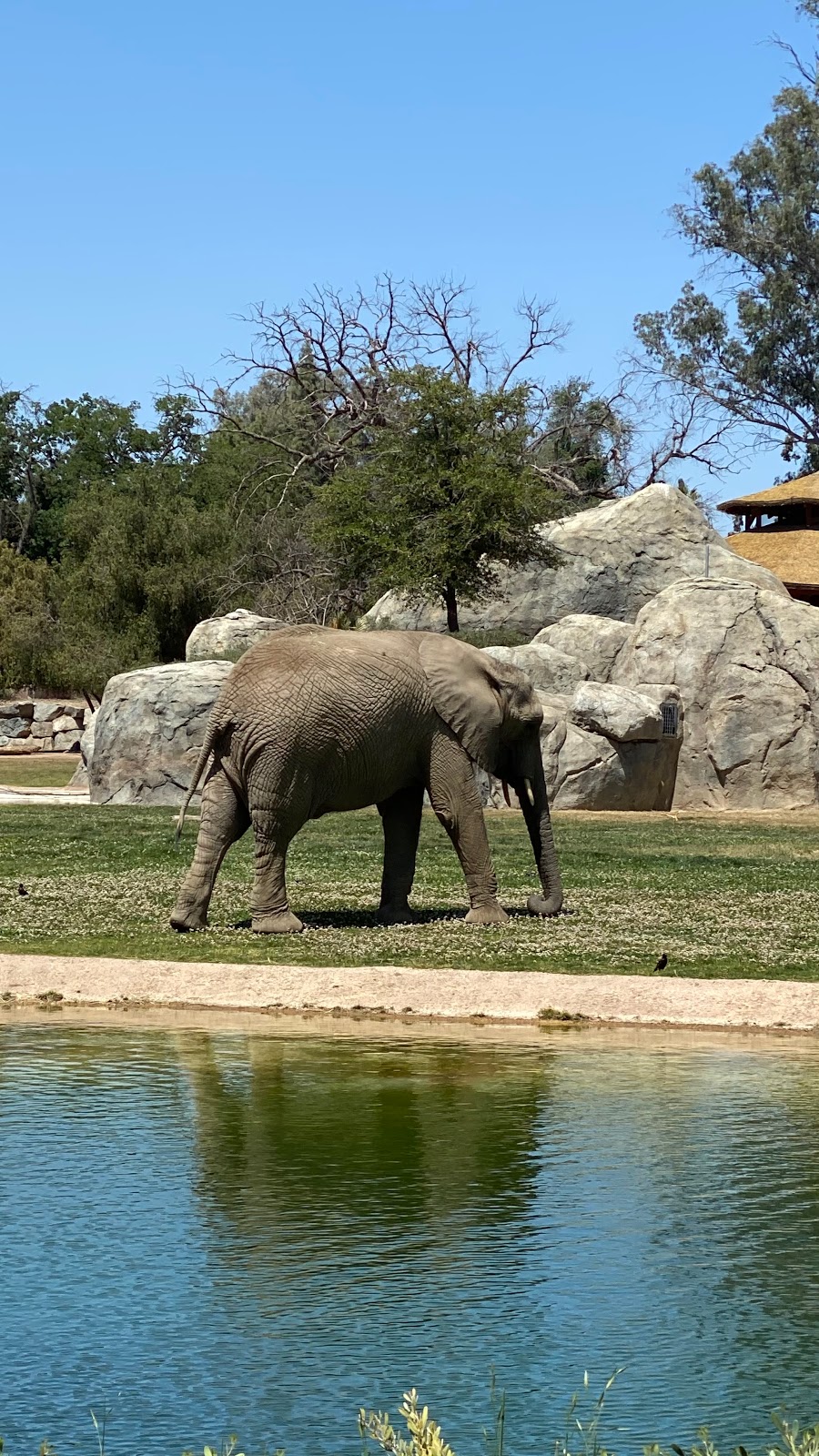 Fresno Chaffee Zoo | 894 W Belmont Ave, Fresno, CA 93728, USA | Phone: (559) 498-5910