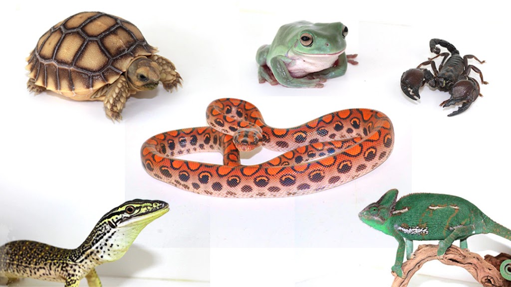 The Painted Reptile | 18730 W Oxnard St #215, Tarzana, CA 91356, USA | Phone: (818) 654-9441