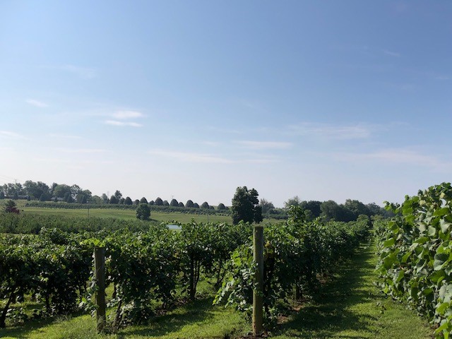 Hubers Orchard and Winery | 19816 Huber Rd, Borden, IN 47106, USA | Phone: (812) 923-9463