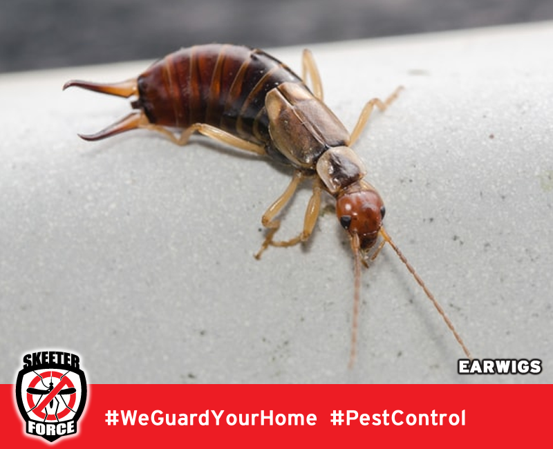 Skeeter Force LLC | 140 Golden Pheasant Dr, Slidell, LA 70461, USA | Phone: (985) 774-1189