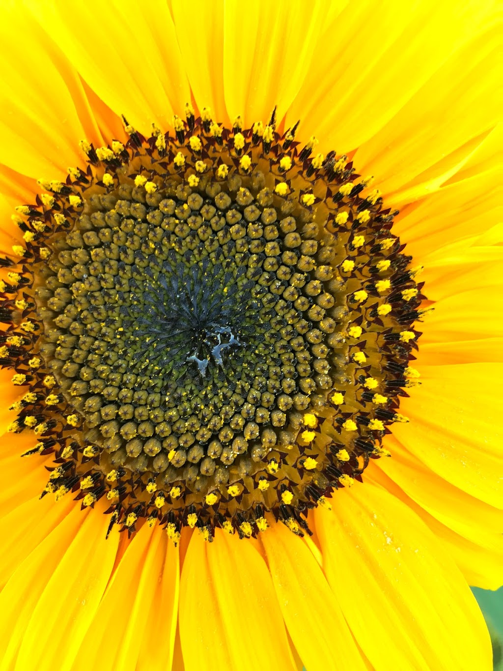 Clover Bee Vegetable Farm | 35145 Reed Ave, Shafer, MN 55074, USA | Phone: (952) 261-3312